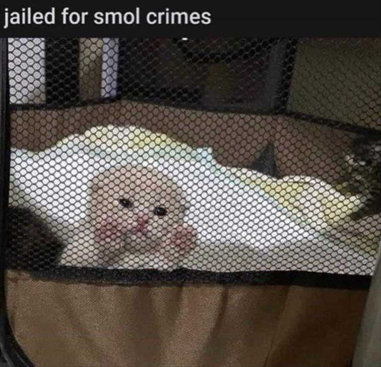 lol animal pics  jail bird