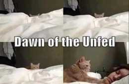 Top 27 Funny Animal Memes Of The Day 5Ffdb959Be7B4