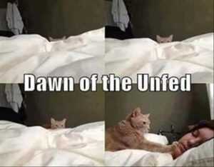 top 27 funny animal memes of the day 5ffdb959be7b4