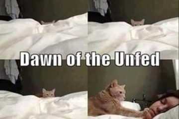 Top 27 Funny Animal Memes Of The Day 5Ffdb959Be7B4