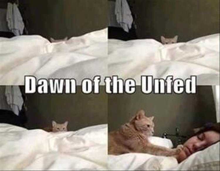lol animal pics  dawn of the unfed