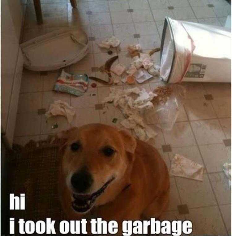 lol animal pics  being a good boi
