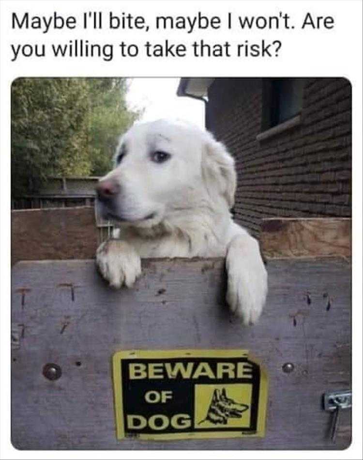 lol animal pics  are you feeling lucky? punk?