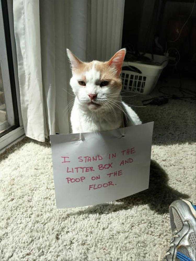 lol animal pics  litter box too small