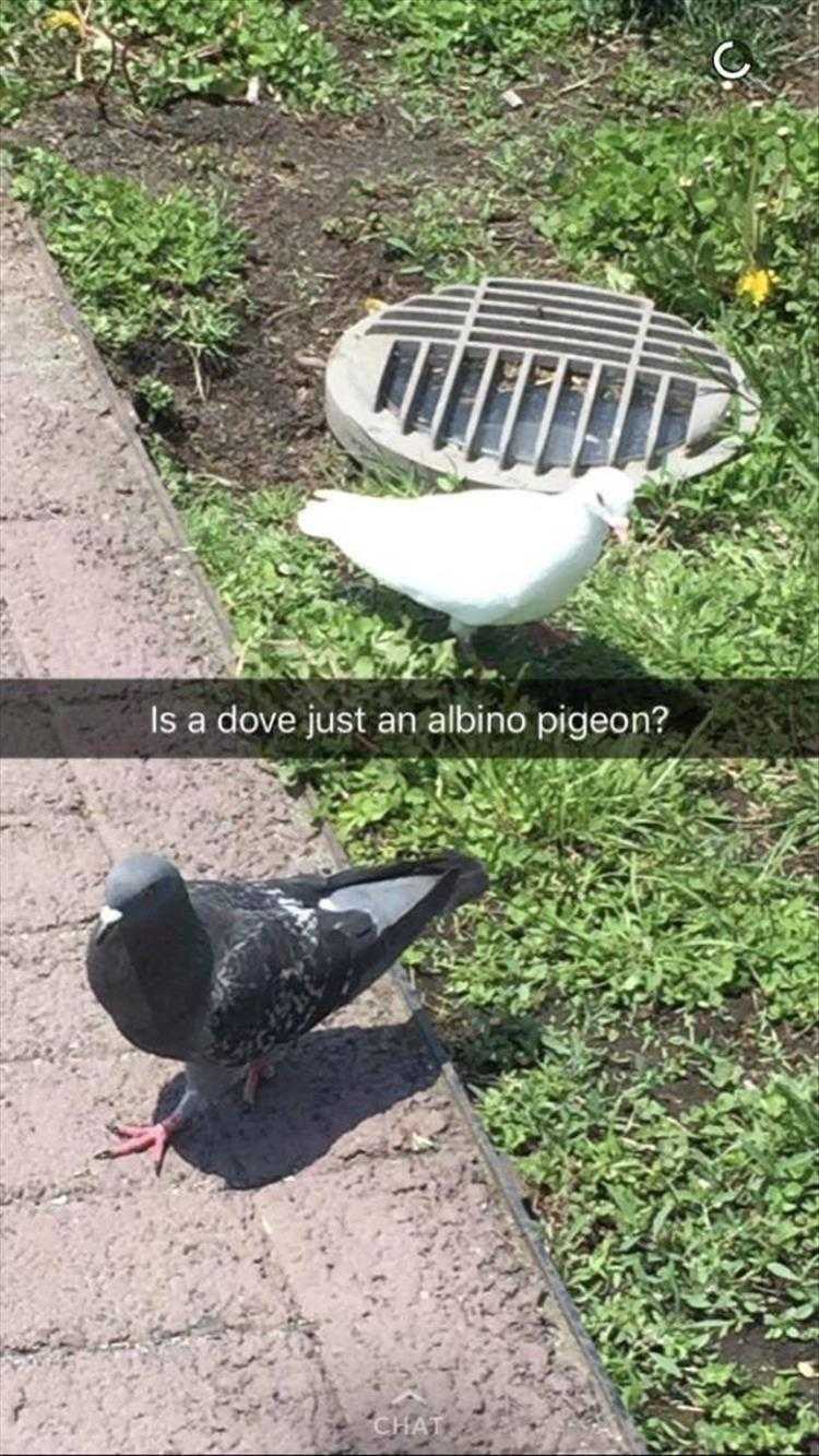 lol animal pics  white flying rat 