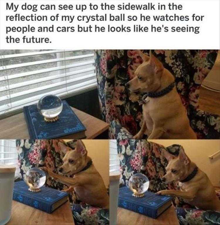 lol animal pics  the future is now