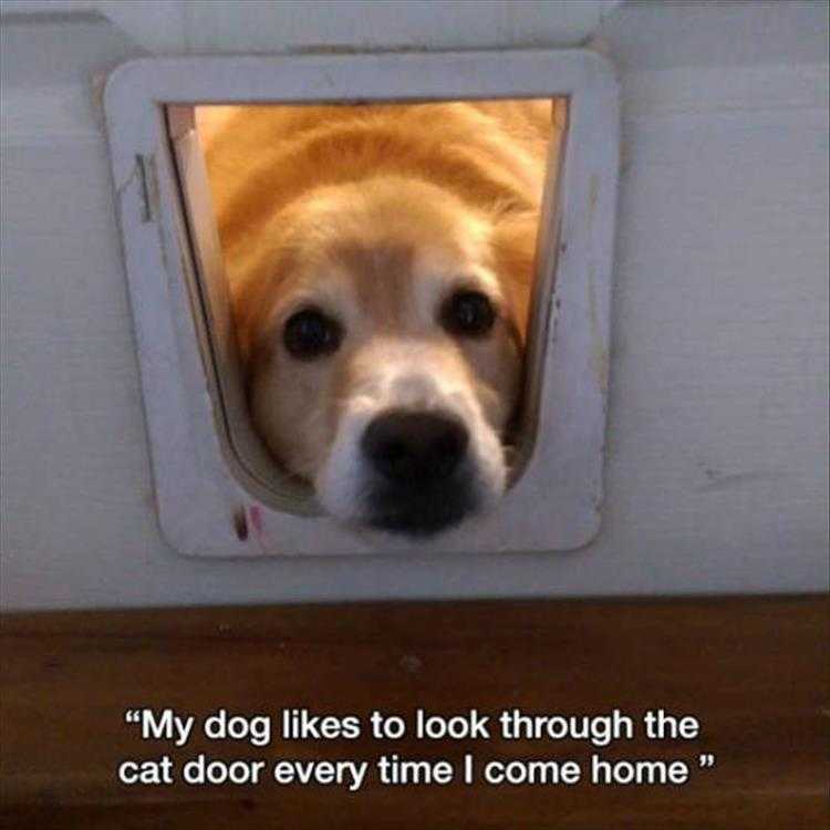 lol animal pics  life's not fair