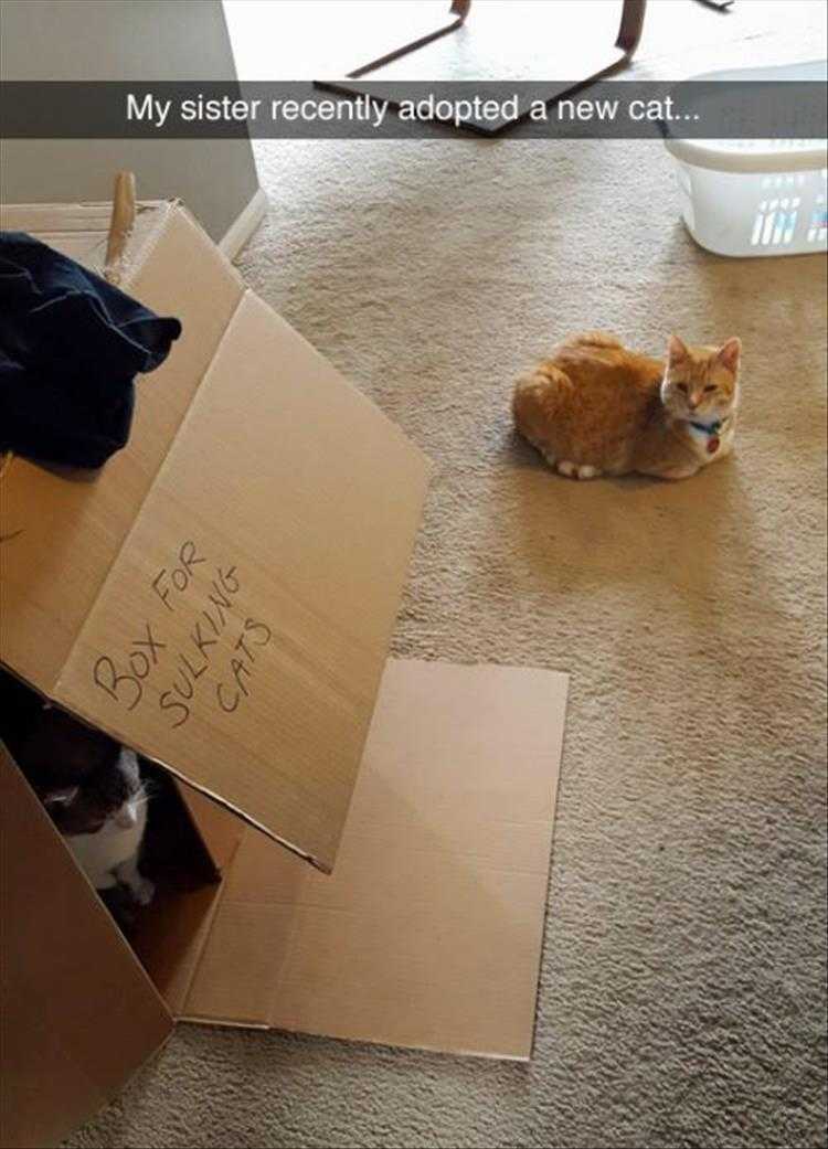 lol animal pics  cat knows where to go