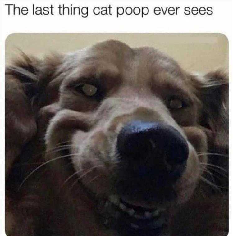 animal memes pictures  how cat poop's existence ends