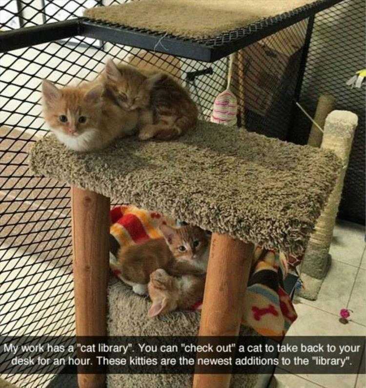 animal memes pictures  cat library