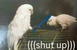 When Verbal Warnings Don'T Work  Comical Animal Pictures