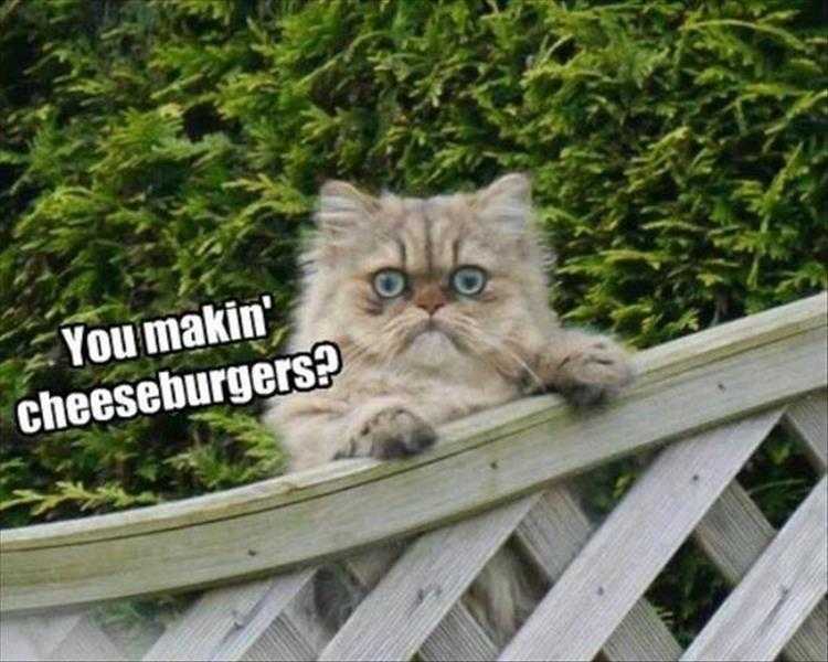 comical animal pictures  cheeseburgers