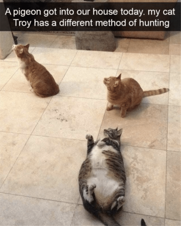 lol animal memes  supervisor cat