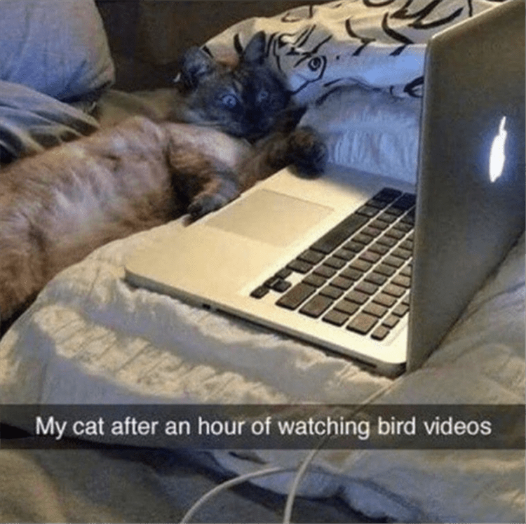 LOL animal meme pics of the day  binge watching