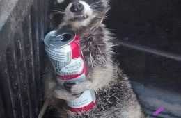 Top 21 Lol Animal Meme Pics