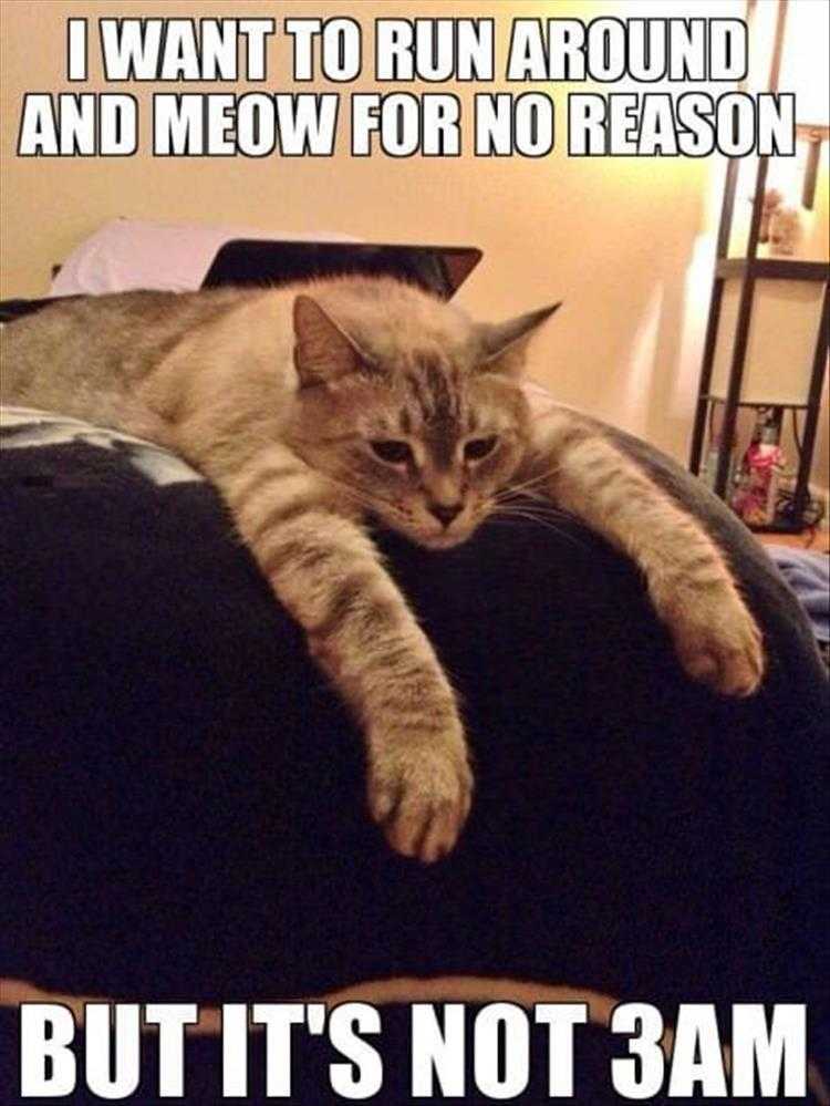 lol animal memes  stupid nonnocturnal humans