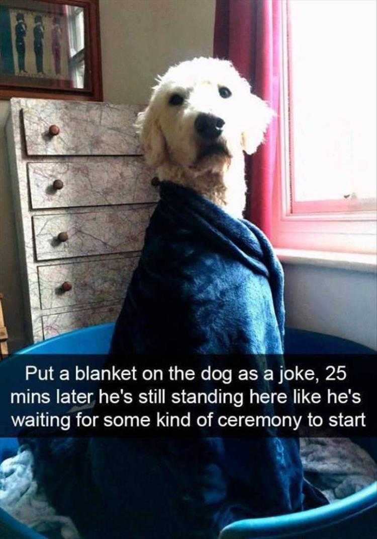 lol animal memes  dog with the pearl earrings