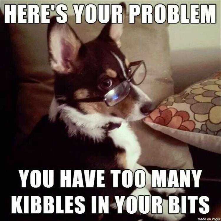 lol animal memes  need more bits