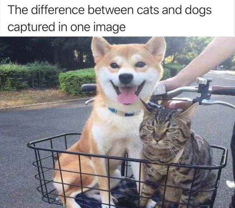 lol animal memes  the truth about dogs and cats