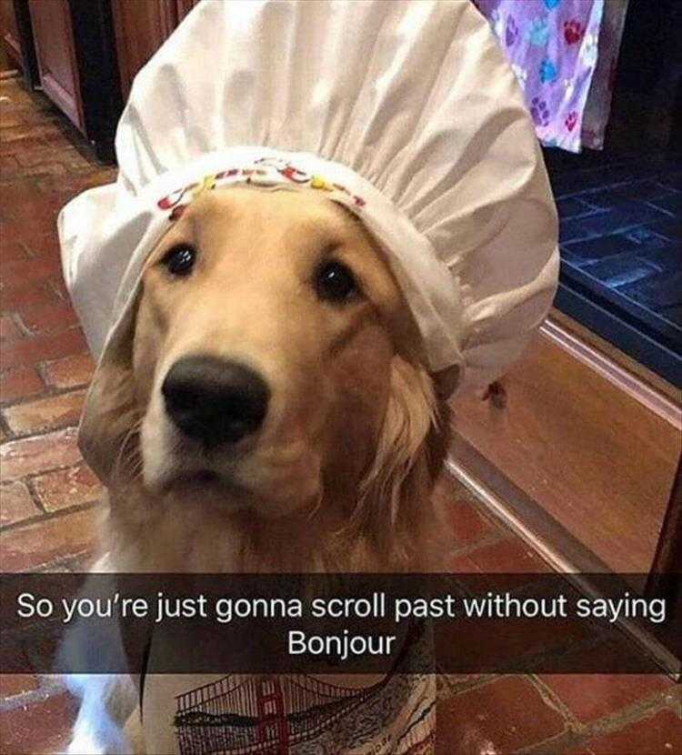 lol animal meme pics  don't just scroll through