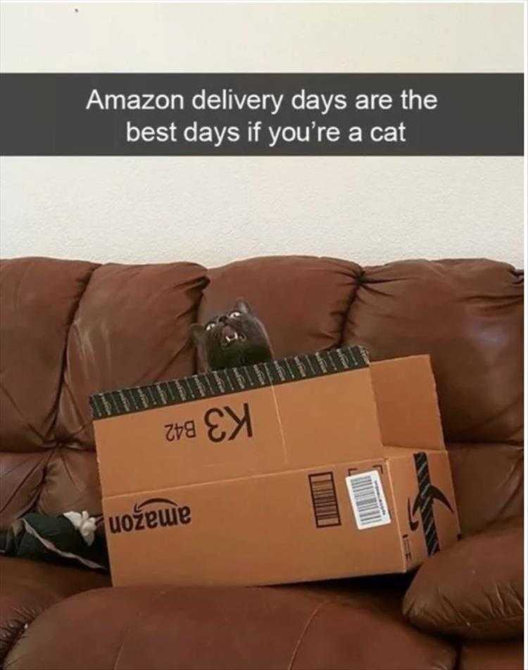 lol animal meme pics  amazon's best service