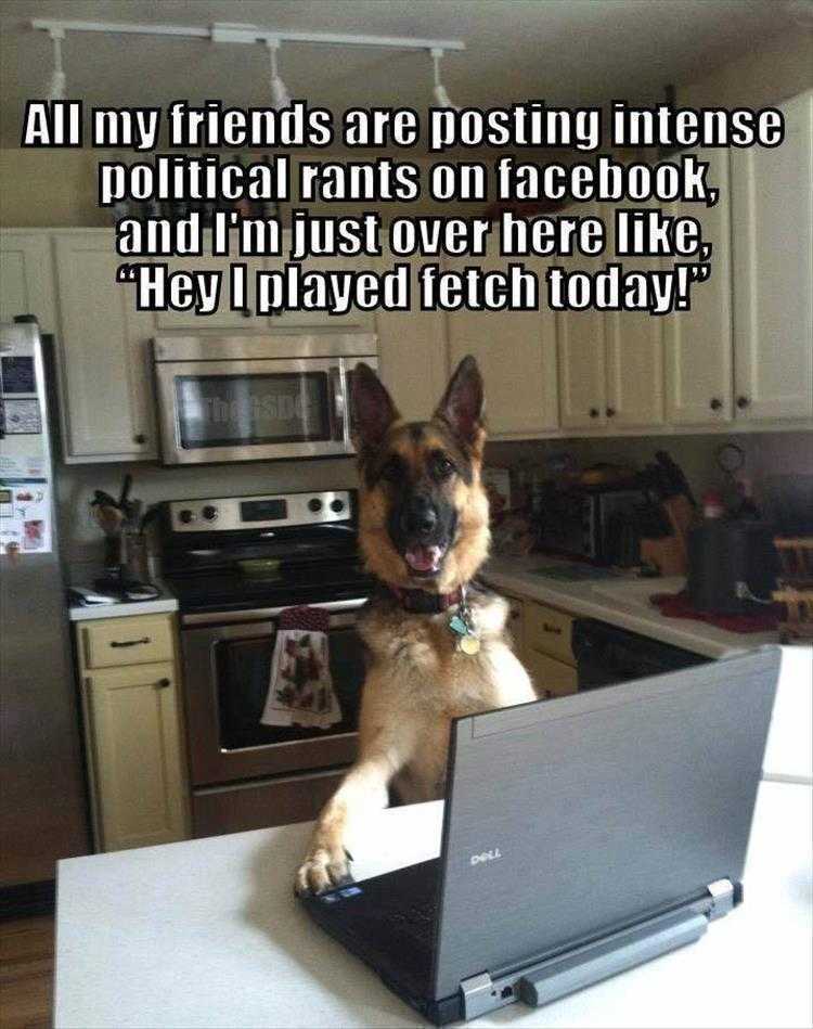 lol animal meme pics  life's important things