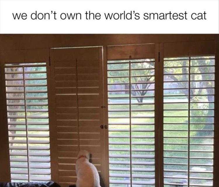 lol animal meme pics  staring at walls