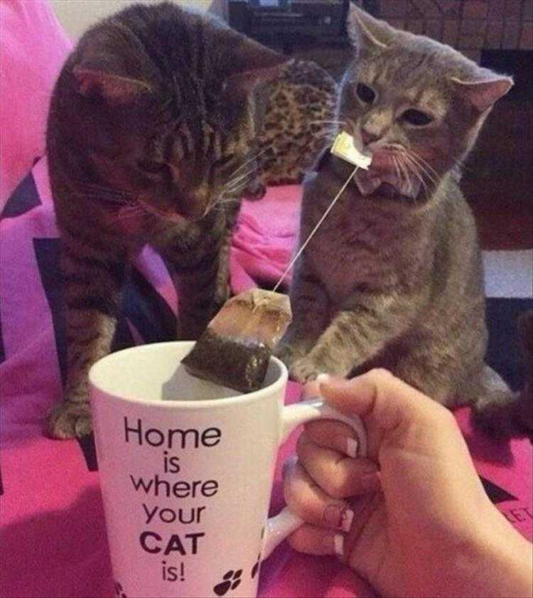 lol animal meme pics  gotta string... must be good