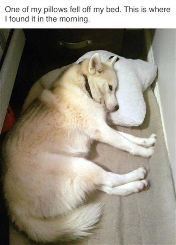lol animal meme pics  don't waste a good dropped pillow