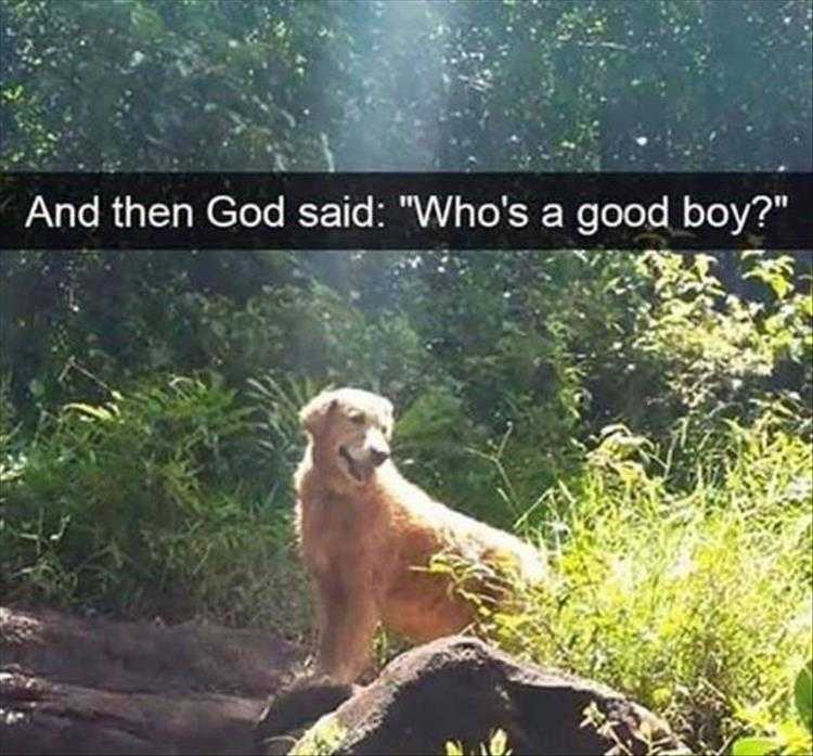 lol animal meme pics  good boi knows