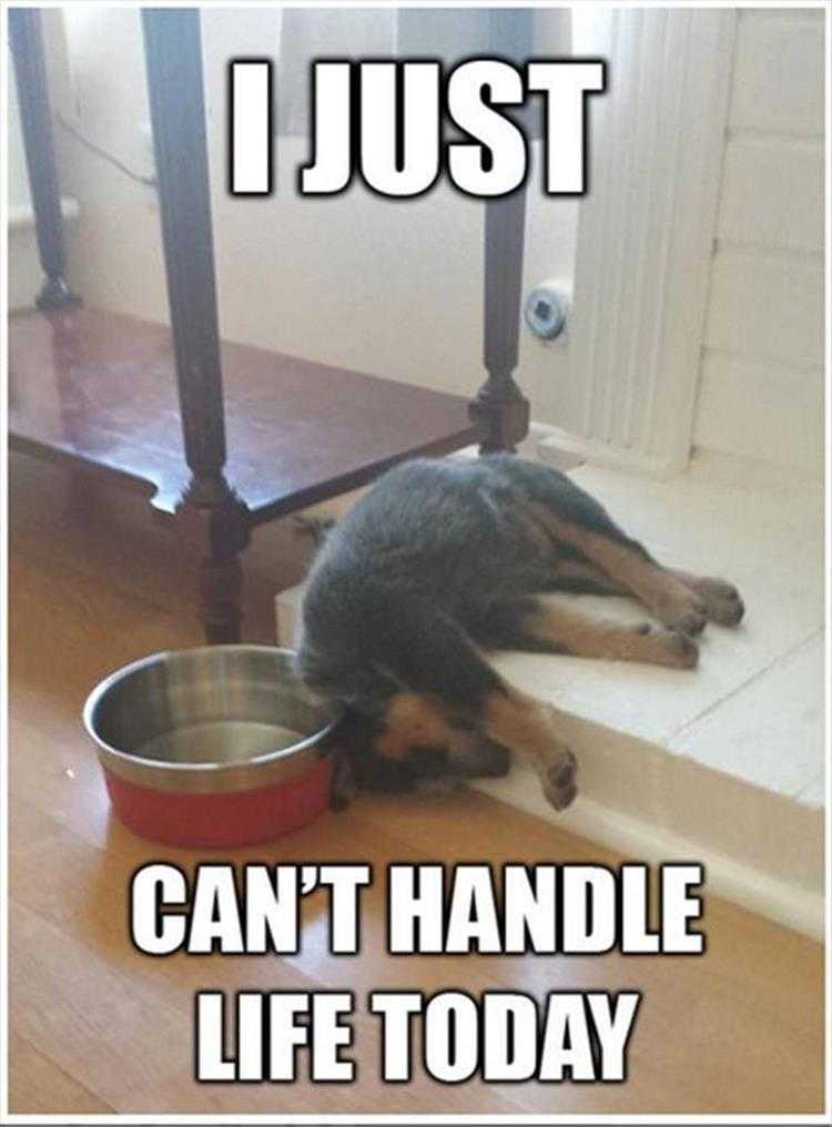 lol animal meme pics  life too hard