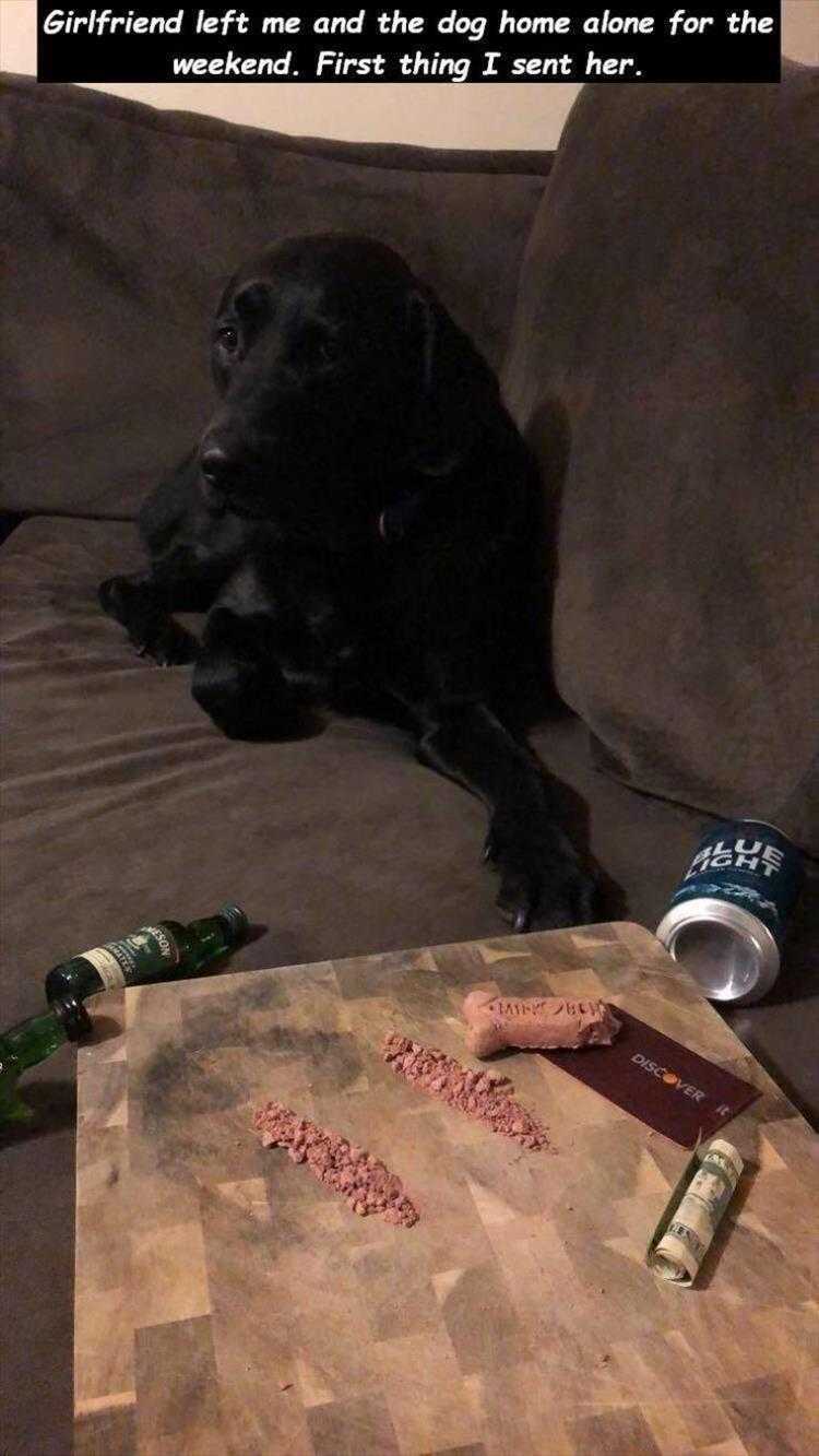 lol animal meme pics  not manicures