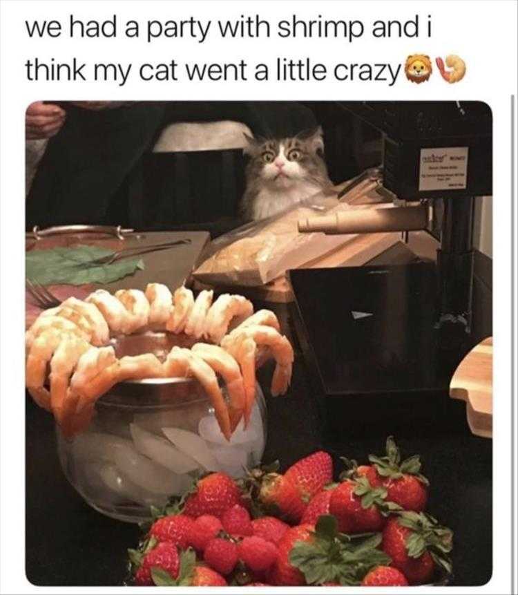 lol animal meme pics  omg sorcery