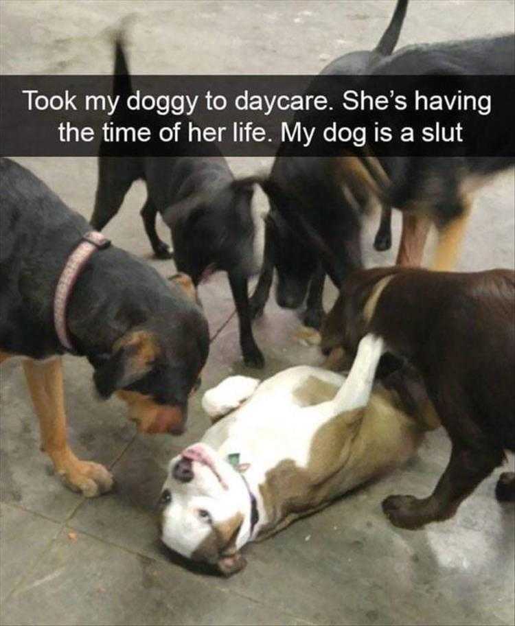 lol animal meme pics  loving the attention