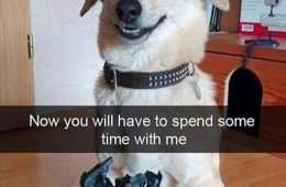 Hysterical Animal Memes  Dog Knows Remote