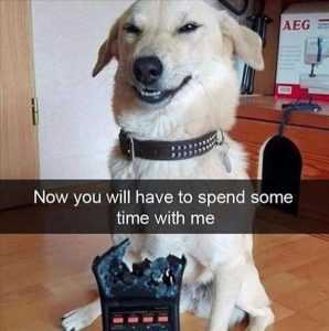 Hysterical Animal Memes  dog knows remote