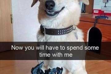 Hysterical Animal Memes  Dog Knows Remote