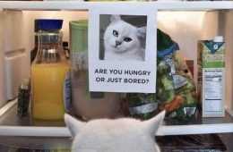 Funniest Pet Memes
