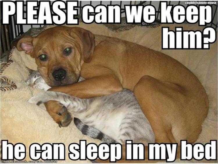 funny animal photos with captions  best friends