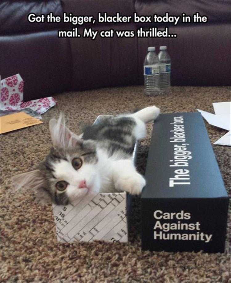 funny animal photos with captions  box kitten