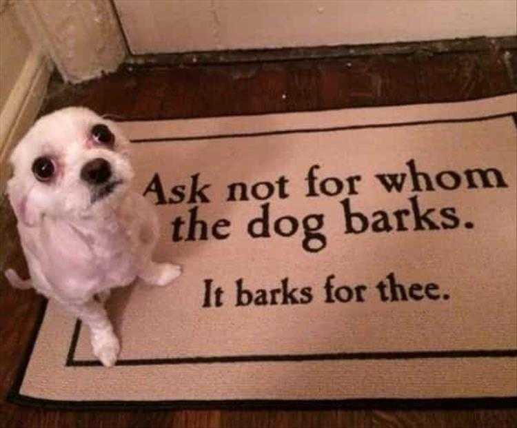 Hysterical Animal Photos With Captions  Royal Barkness