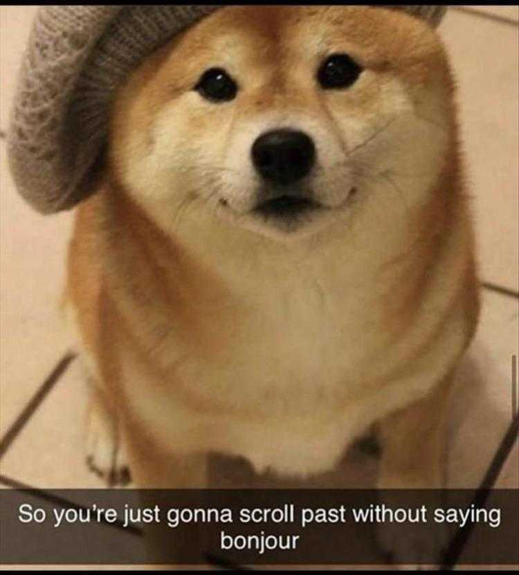 Hysterical Animal Photos With Captions  Bonjour
