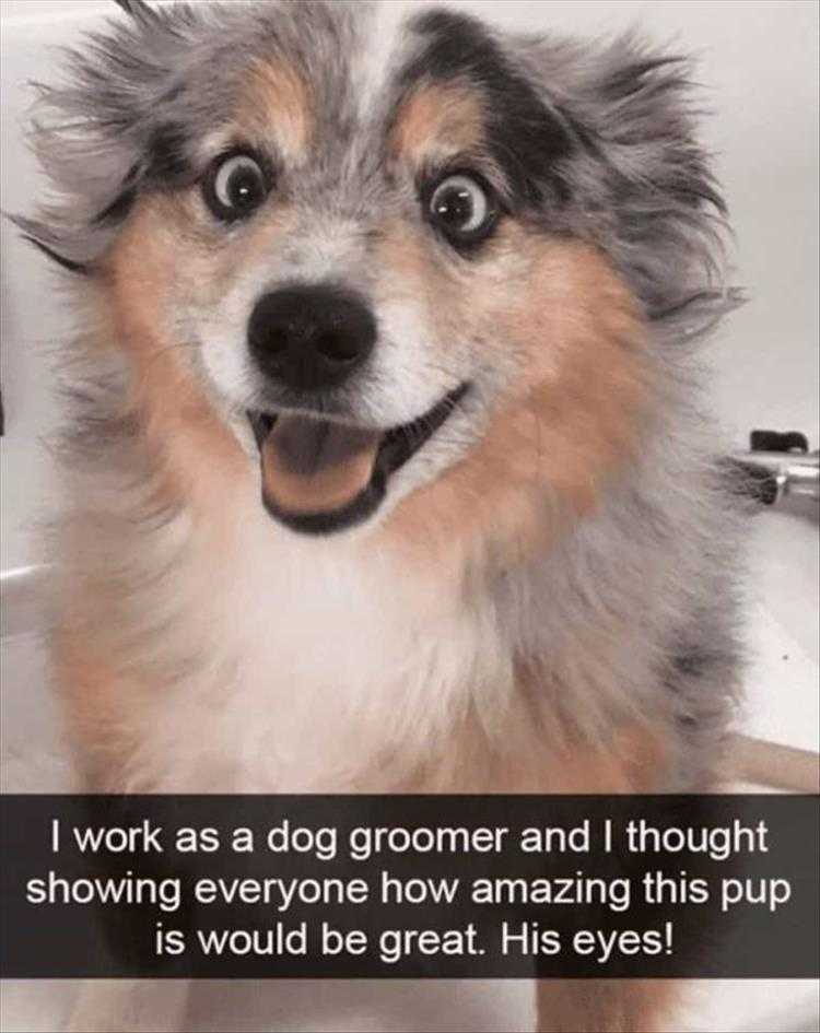 Hysterical Animal Photos With Captions  Surprise