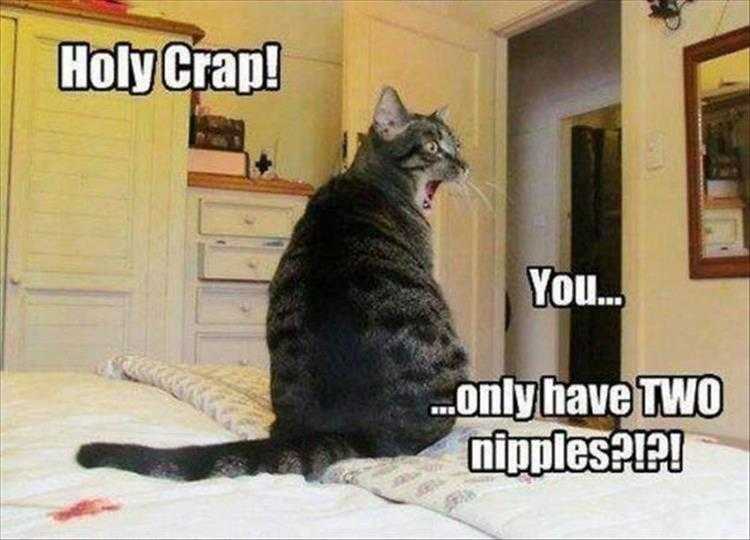 Hysterical Animal Photos With Captions  Nipply Challenged