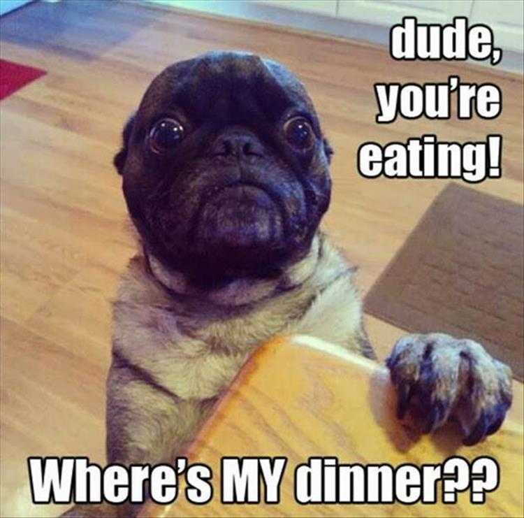 Hysterical Animal Photos With Captions  Justice