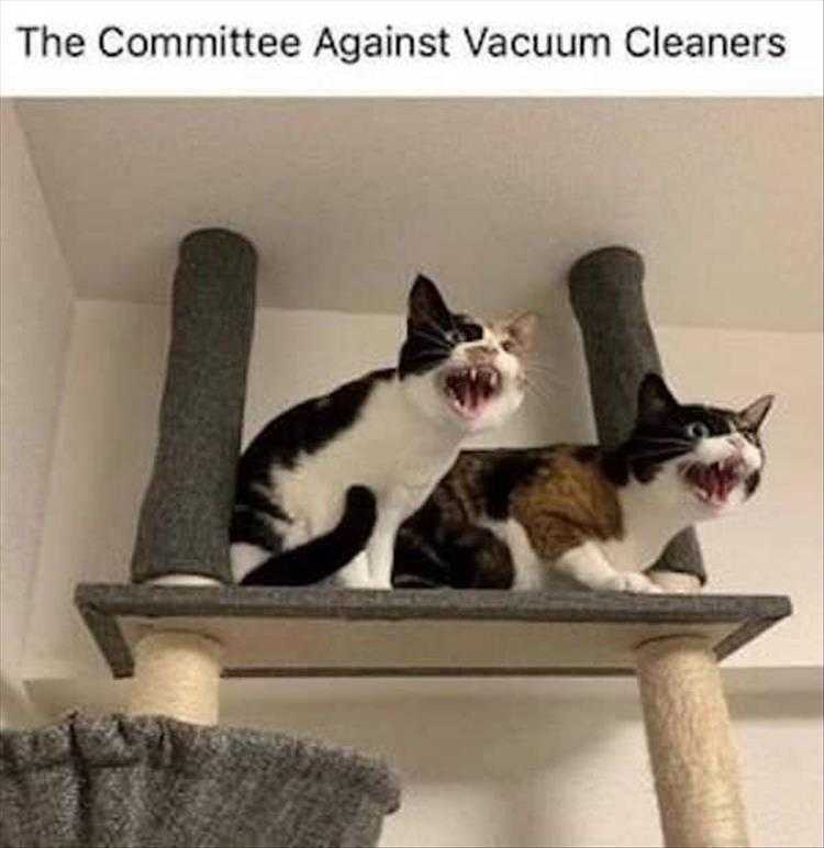 Humorous Animal Pictures  Witchcraft!