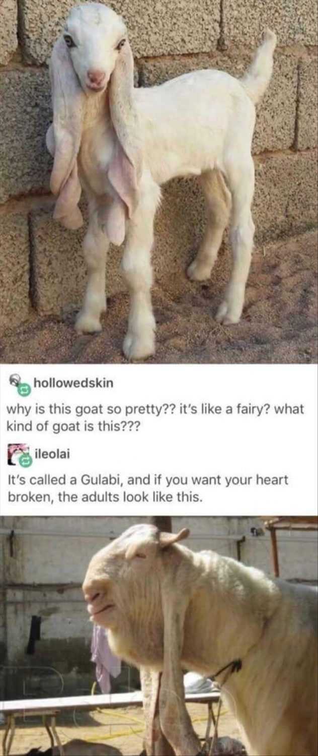 Humorous Animal Pictures  Doesn't Age Well