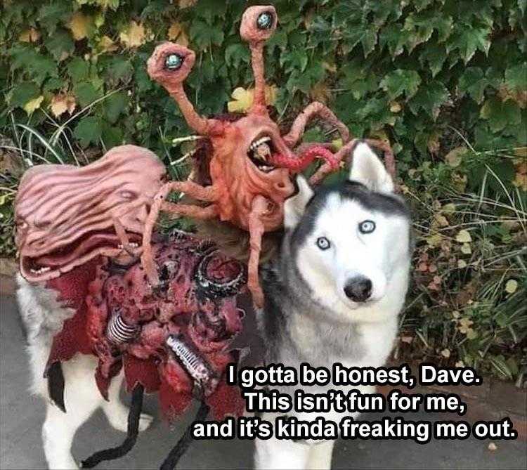 Humorous Animal Pics  Costume So Scary The Wearer Is Worried