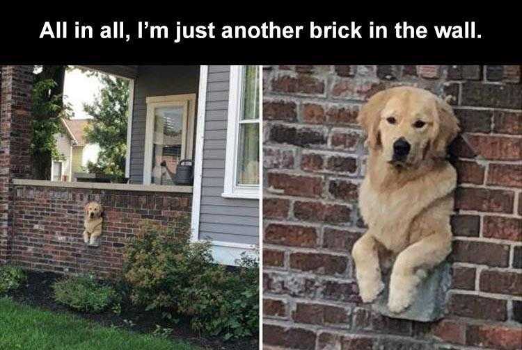 Top 36 Funny Animal Memes Of The Day 5Ff47Efa0896A