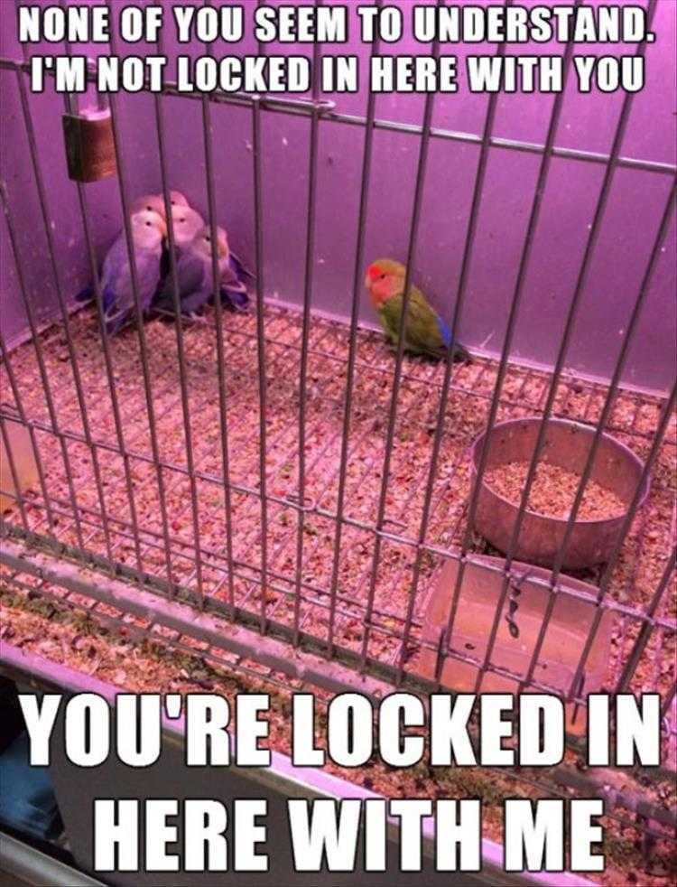 Humorous Animal Pics  Perspectives